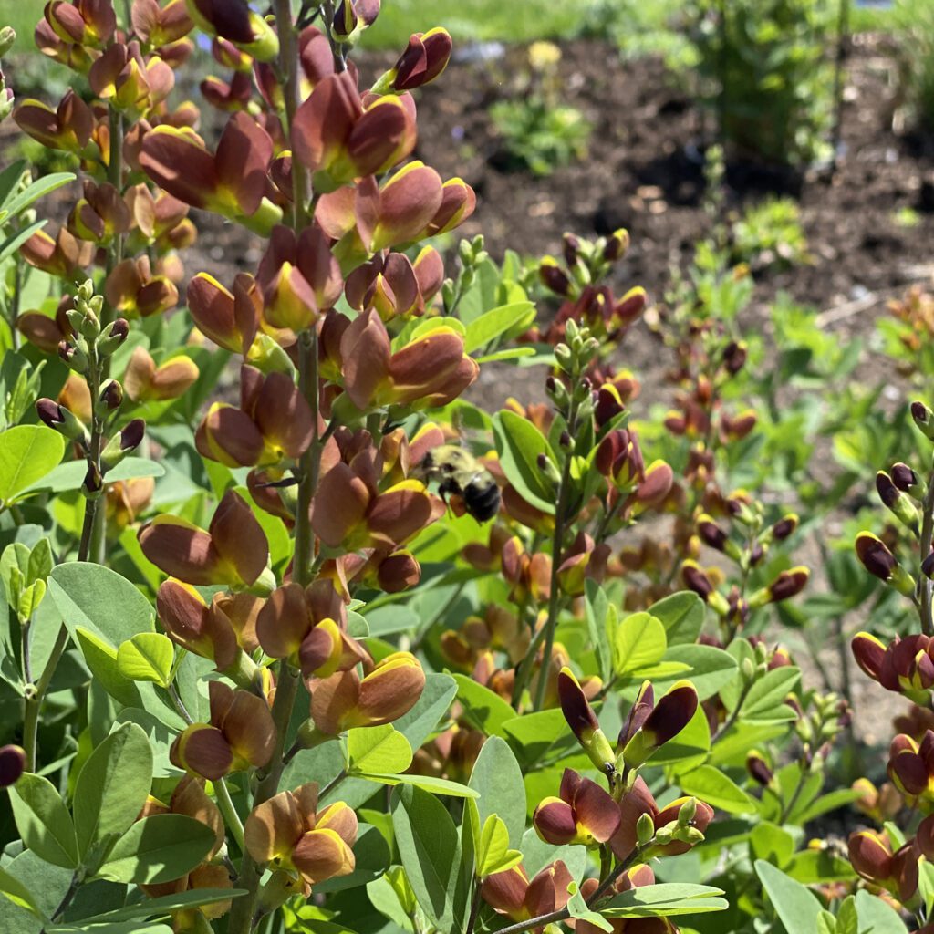 DECADENCE® Baptisia 'Cherries Jubilee' Order Online