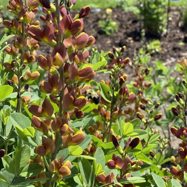 DECADENCE® Cherries Jubilee Baptisia - Perennial