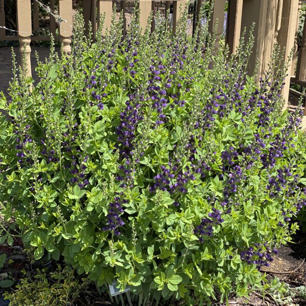 DECADENCE® Sparkling Sapphires Baptisia - Perennial