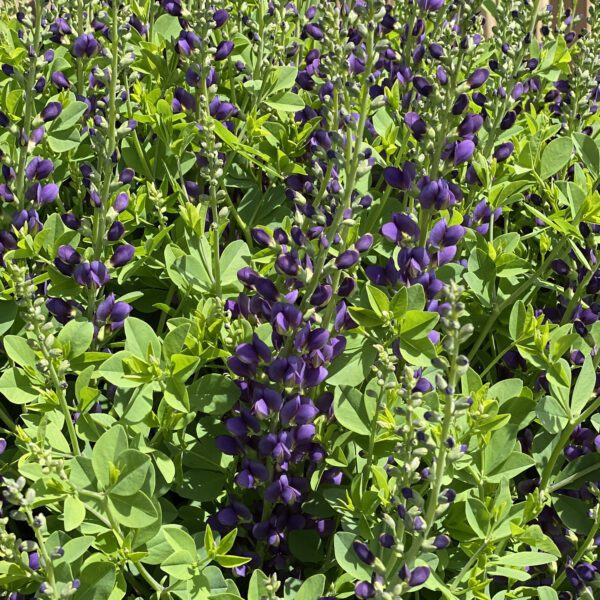 DECADENCE® Sparkling Sapphires Baptisia - Perennial