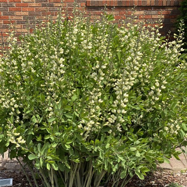 DECADENCE® Vanilla Cream Baptisia - Perennial