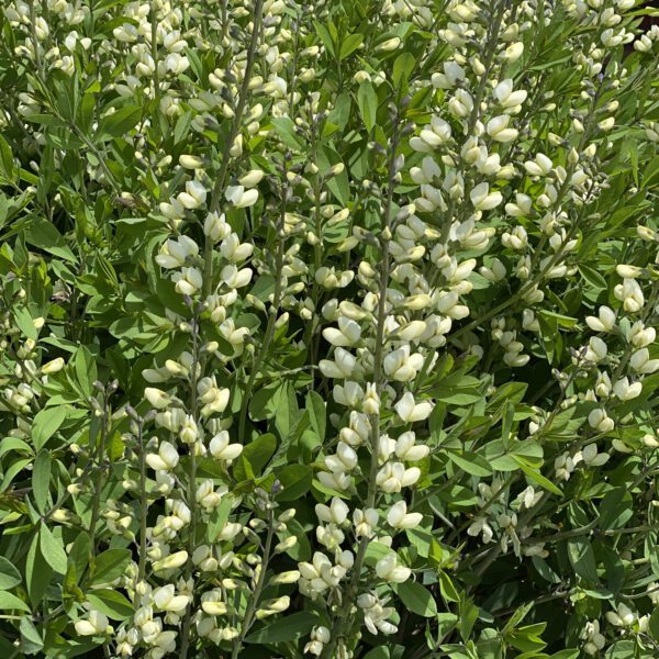 DECADENCE® Vanilla Cream Baptisia - Perennial