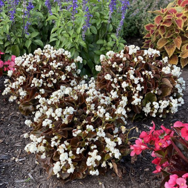 Begonia Double Up™ White - Annual