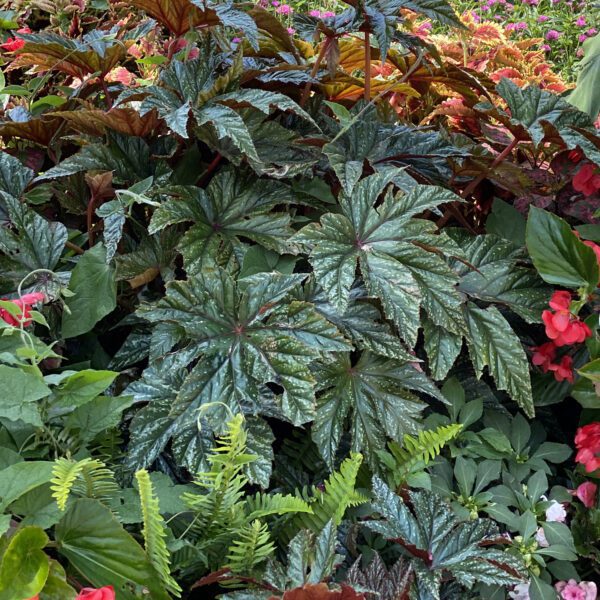 PEGASUS® Begonia - Annual