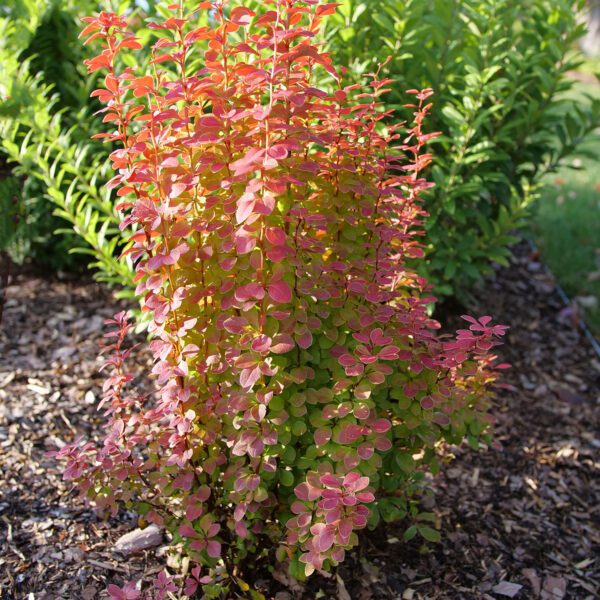 SUNJOY ORANGE PILLAR™ Berberis - Shrub