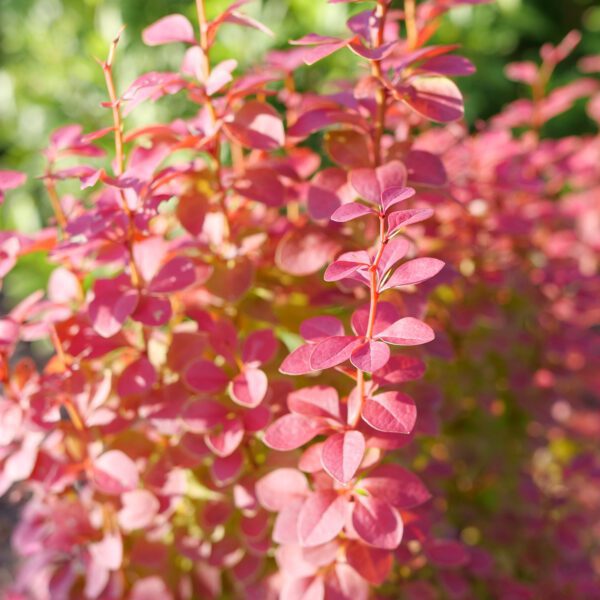 SUNJOY ORANGE PILLAR™ Berberis - Shrub