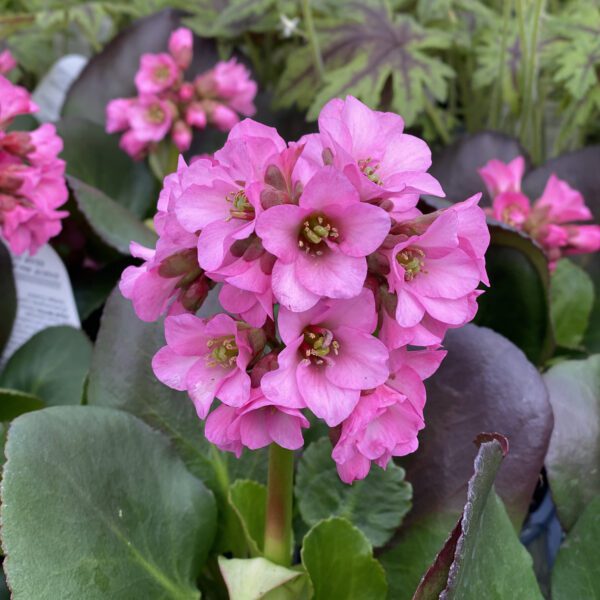 Bergenia  Miss Piggy - Perennial