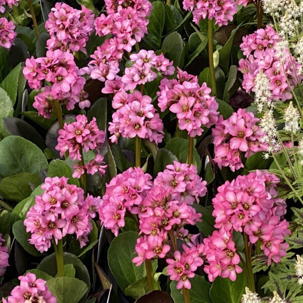 Bergenia  Miss Piggy - Perennial