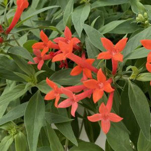 Bouvardia - Firecracker Bush