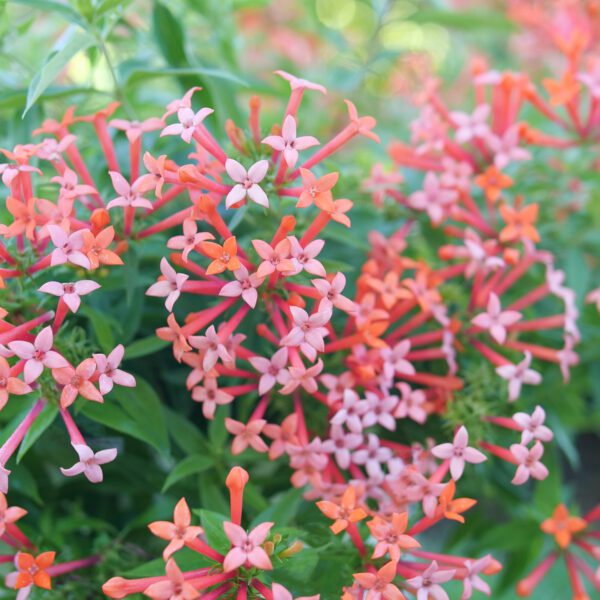 ESTRELLITA LITTLE STAR™ Bouvardia - Shrub