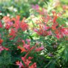 ESTRELLITA LITTLE STAR™ Bouvardia - Shrub