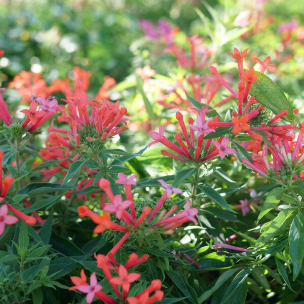 ESTRELLITA LITTLE STAR™ Bouvardia - Shrub