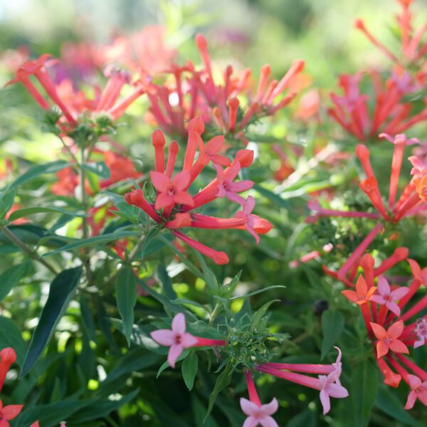 ESTRELLITA LITTLE STAR™ Bouvardia - Shrub