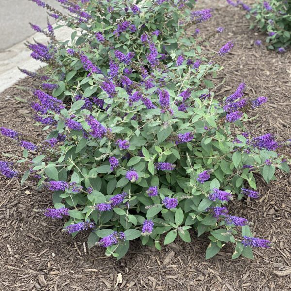 LO & BEHOLD® Blue Chip Jr. Buddleia - Shrub