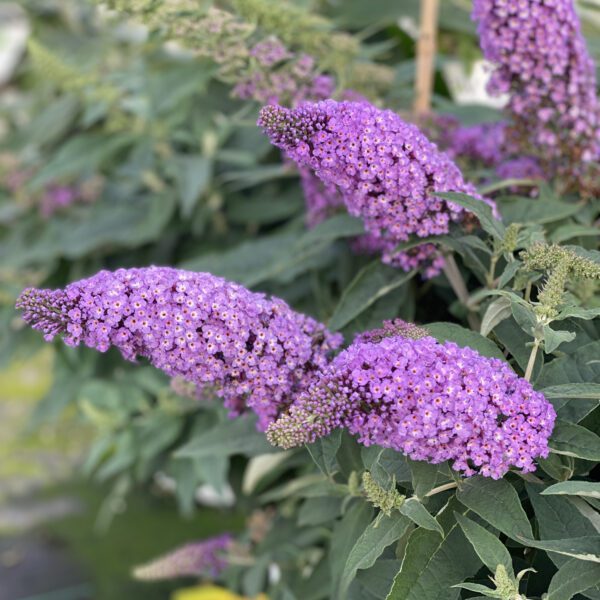 PUGSTER® Periwinkle Buddleia - Shrub