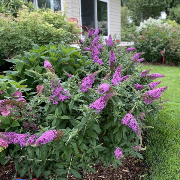 Buddleia PUGSTER® Pinker - Shrub