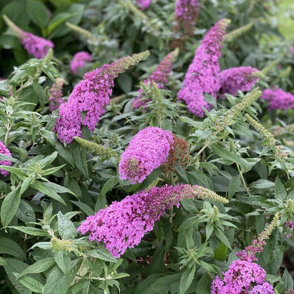 Buddleia PUGSTER® Pinker - Shrub