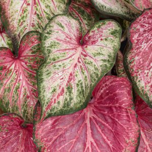 HEART TO HEART™ Blushing Bride Caladium - Annual