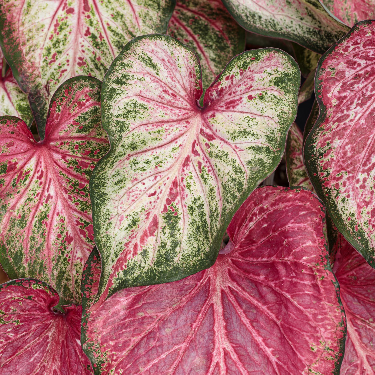 HEART TO HEART® 'Blushing Bride' Caladium - Garden Crossings