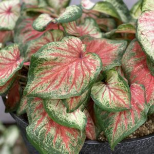 HEART TO HEART® Bold N Beautiful Caladium - Annual