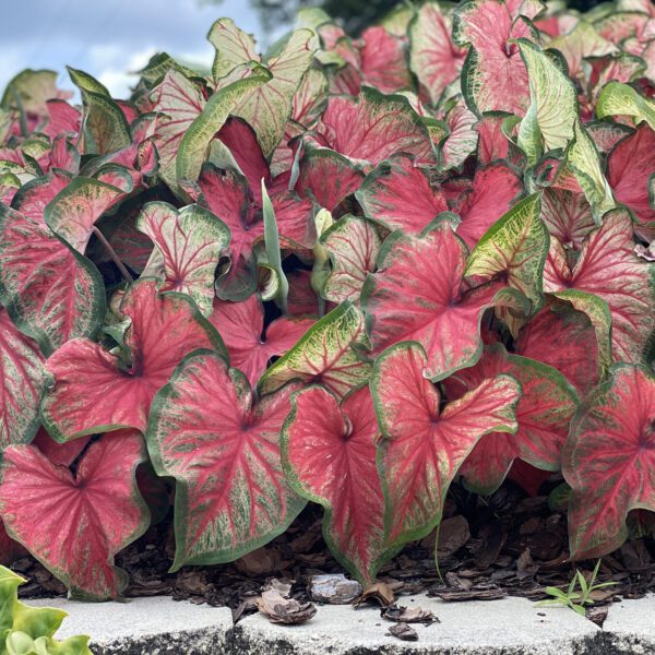 HEART TO HEART® Bold N Beautiful Caladium - Annual