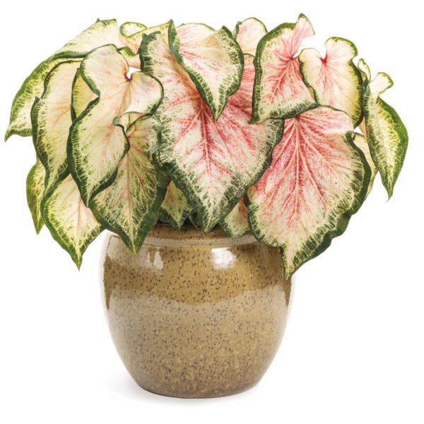 HEART TO HEART® Bold N Beautiful Caladium - Annual