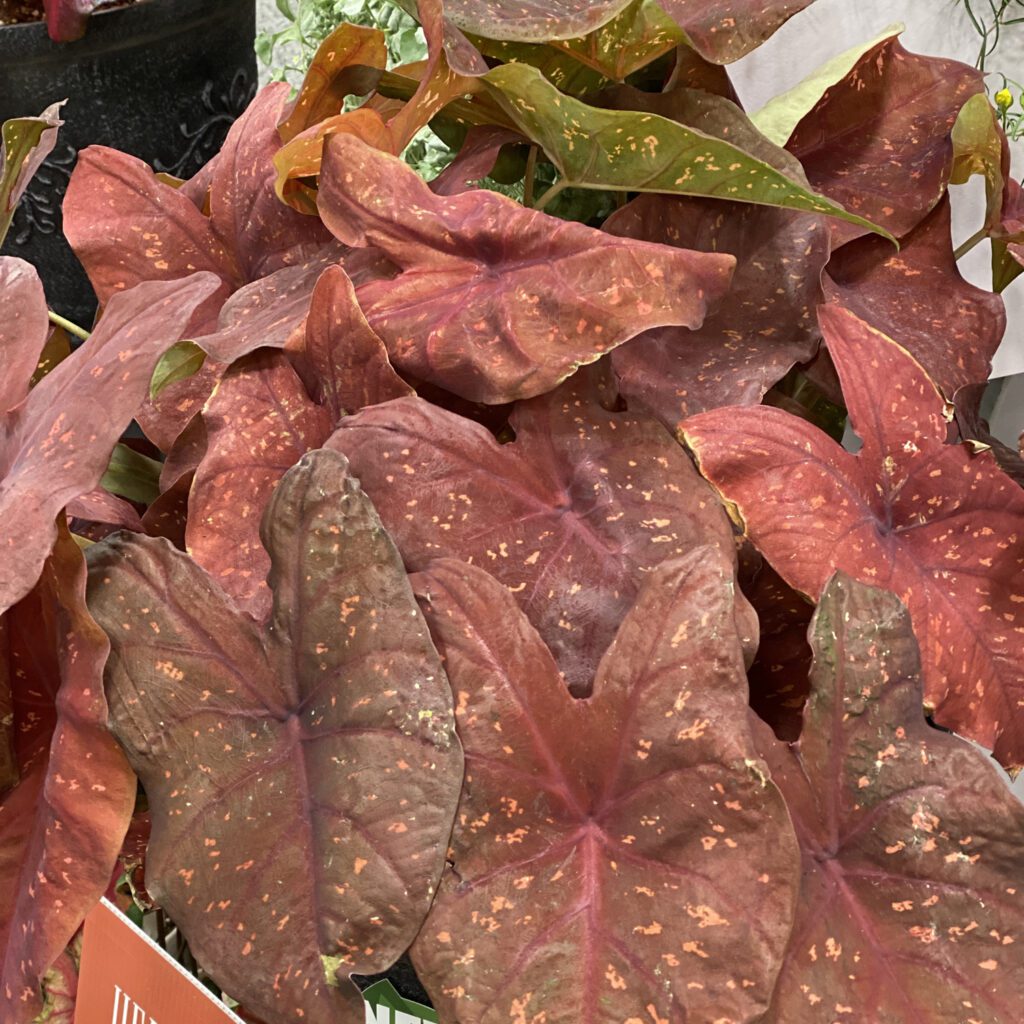 HEART TO HEART® Burning Heart Caladium - Annual