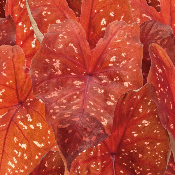 HEART TO HEART® Burning Heart Caladium - Annual