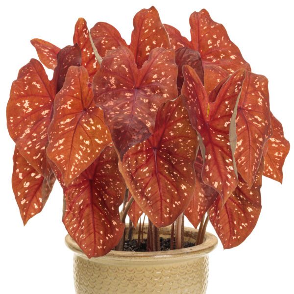 HEART TO HEART® Burning Heart Caladium - Annual