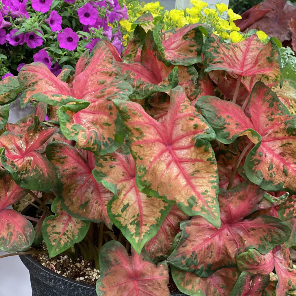 HEART TO HEART® Clowning Around Caladium - Annual