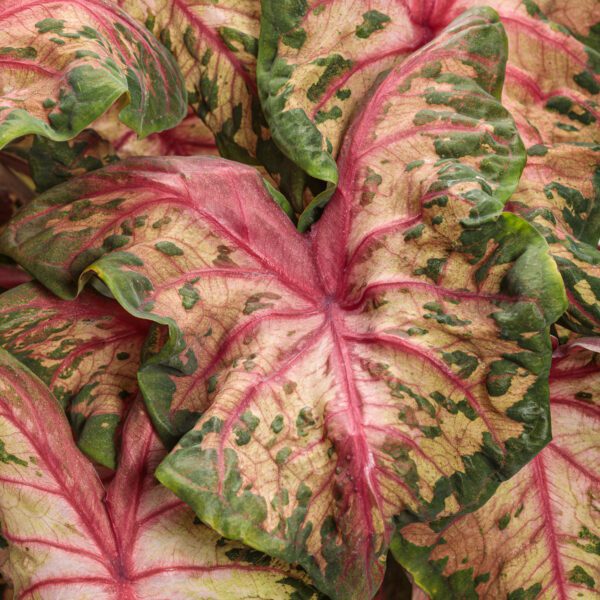 HEART TO HEART® Clowning Around Caladium - Annual