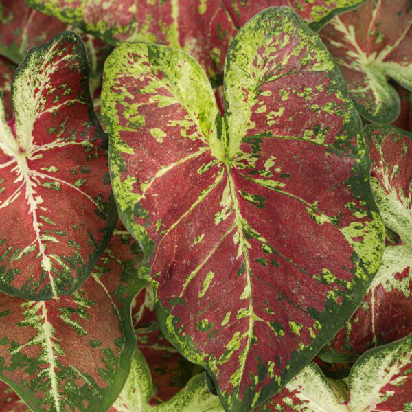 HEART TO HEART™ Dawn to Dusk Caladium - Annual