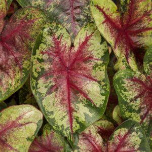 HEART TO HEART™ Flatter Me Caladium - Annual