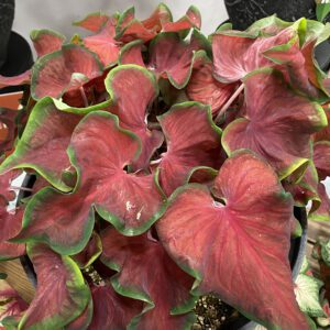 HEART TO HEART® Hot 2 Trot Caladium - Annual