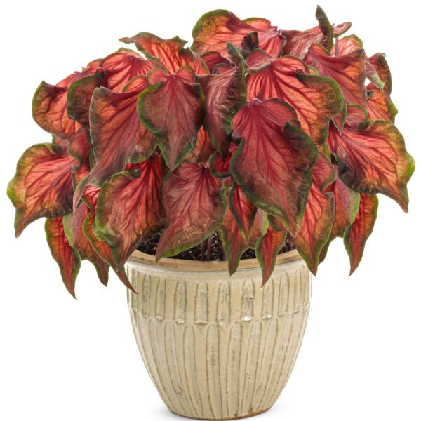 HEART TO HEART® Hot 2 Trot Caladium - Annual