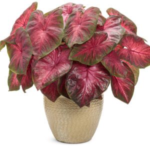 HEART TO HEART® Hot Flash Caladium - Annual