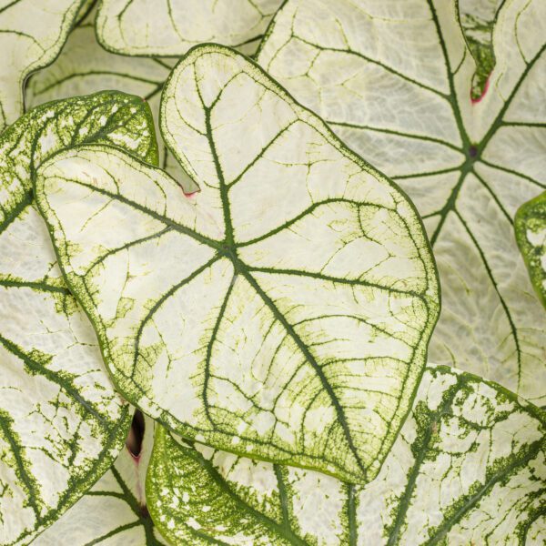 HEART TO HEART™ Snow Drift Caladium - Annual