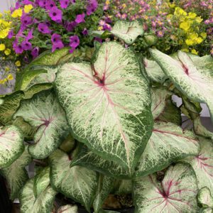 HEART TO HEART® White Star Caladium - Annual