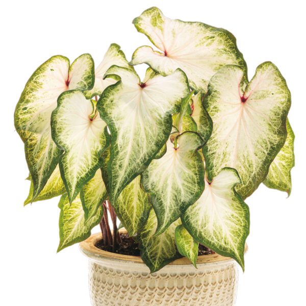 HEART TO HEART® White Star Caladium - Annual