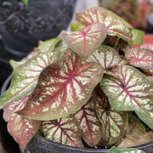 HEART TO HEART® Xplosion Caladium - Annual