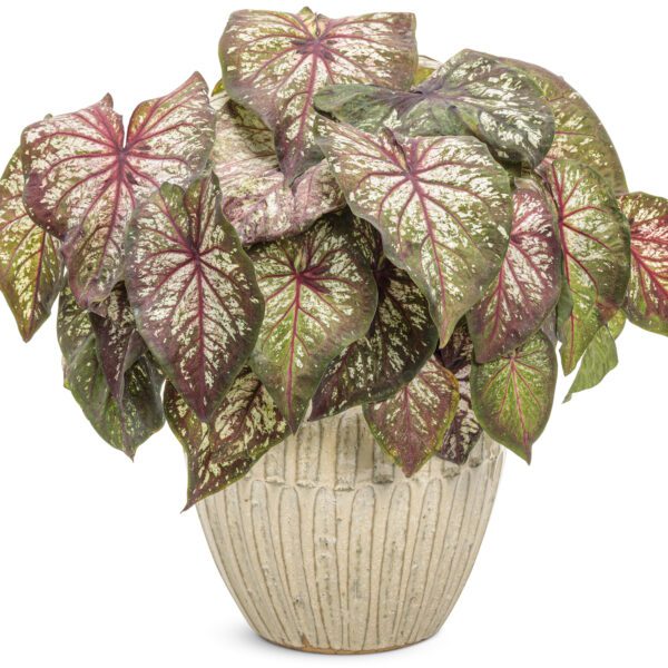 HEART TO HEART® Xplosion Caladium - Annual