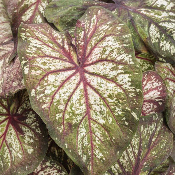 HEART TO HEART® Xplosion Caladium - Annual