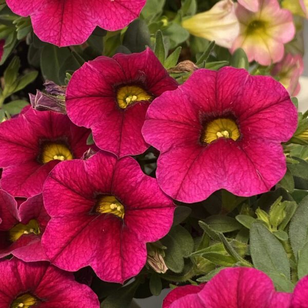 SUPERBELLS® Cherry Red Calibrachoa - Annual