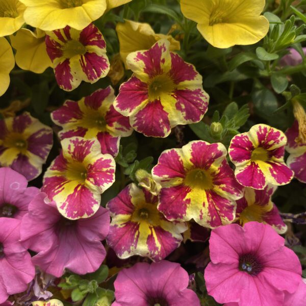 SUPERBELLS® HOLY MOLY!® Calibrachoa - Annual