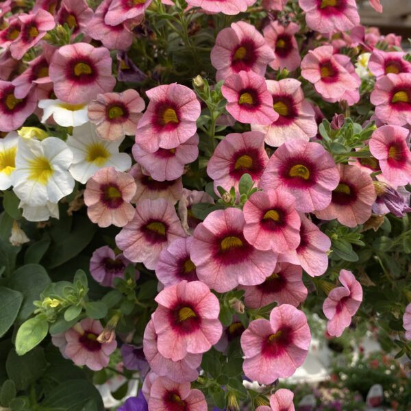 SUPERBELLS® STRAWBERRY PUNCH™ Calibrachoa - Annual