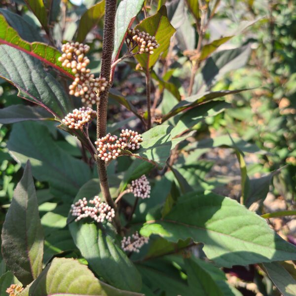 PEARL GLAM® Callicarpa - Shrub