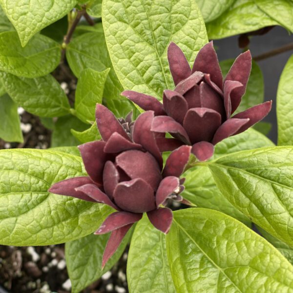 Calycanthus SIMPLY SCENTSATIONAL® - Shrub