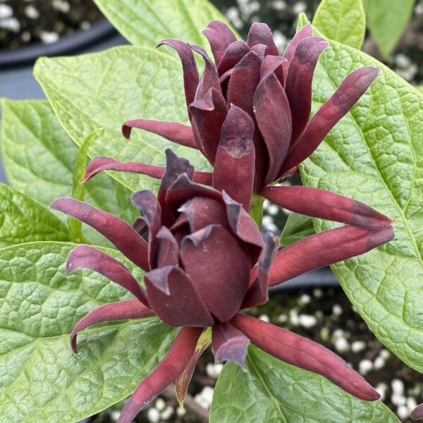 Calycanthus SIMPLY SCENTSATIONAL® - Shrub