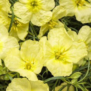 LADYBIRD™ Lemonade Calylophus - Annual