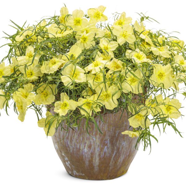 LADYBIRD™ Lemonade Calylophus - Annual